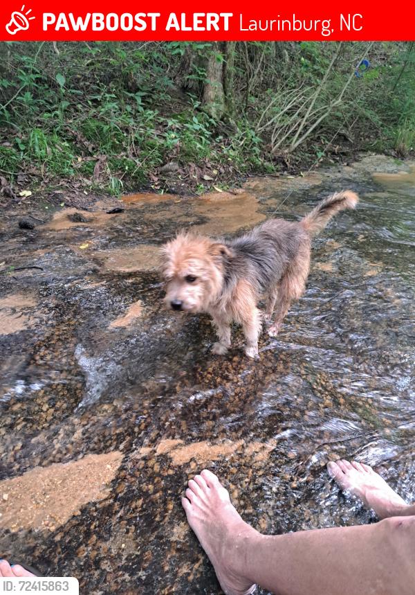 Lost Male Dog last seen Leisure Rd. Laurinburg N C, Laurinburg, NC 29570