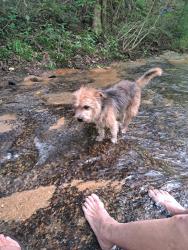 Lost Male Dog last seen Leisure Rd. Laurinburg N C, Laurinburg, NC 29570
