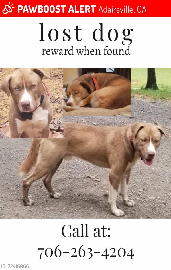 Lost Male Dog last seen Near , Adairsville, GA 30103