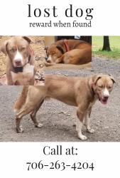 Lost Male Dog last seen Near , Adairsville, GA 30103
