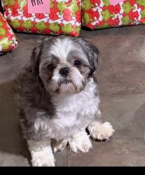 Lost Male Dog last seen Munson, Columbus, GA 31903