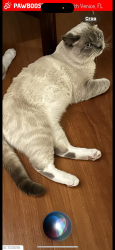 Lost Male Cat last seen Shamrock, Yacht club, Baffin, South Venice, FL 34293