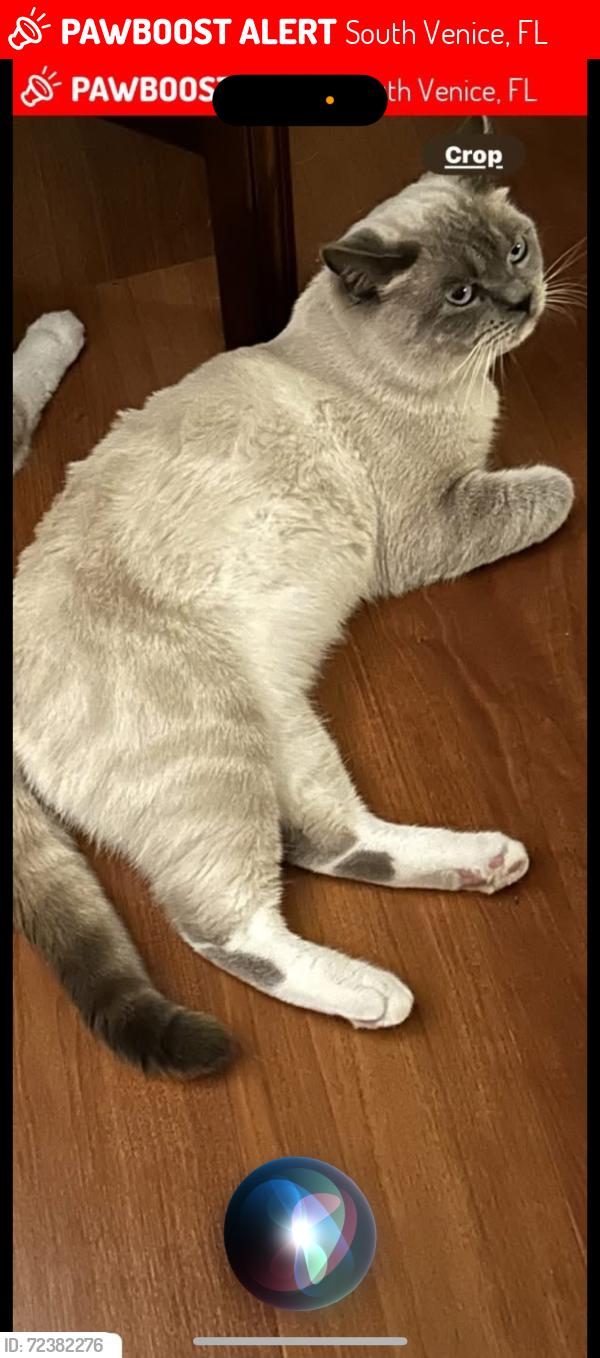 Lost Male Cat last seen Shamrock, Yacht club, Baffin, South Venice, FL 34293