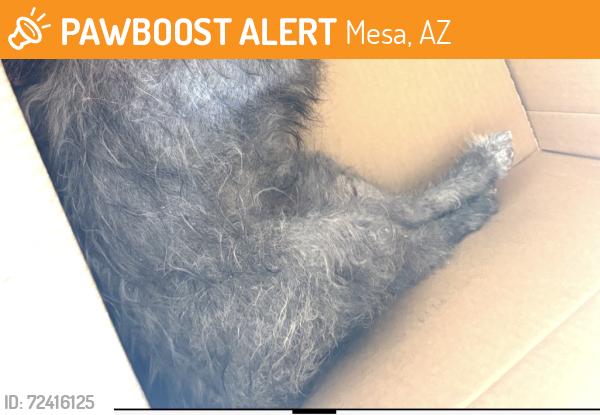 Found/Stray Unknown Dog last seen Alma school and Bass Pro Drive, Mesa, AZ 85210