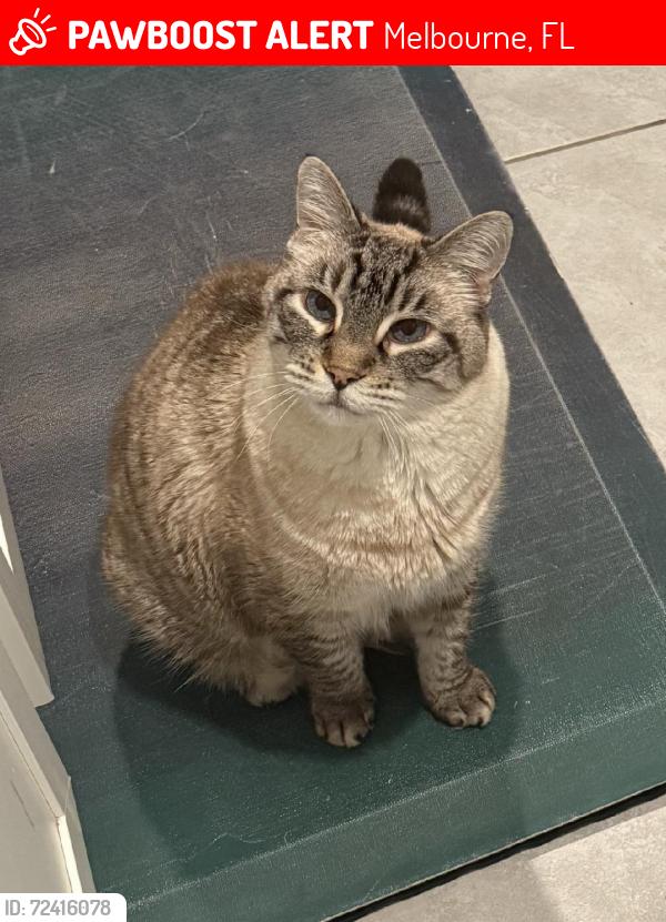 Lost Male Cat last seen Park Lake Drive and Stack Blvd, Melbourne, FL 32901