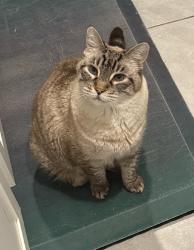 Lost Male Cat last seen Park Lake Drive and Stack Blvd, Melbourne, FL 32901