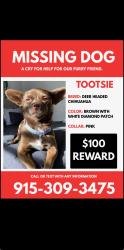 Lost Female Dog last seen Judge coldwell, Socorro, TX 79927