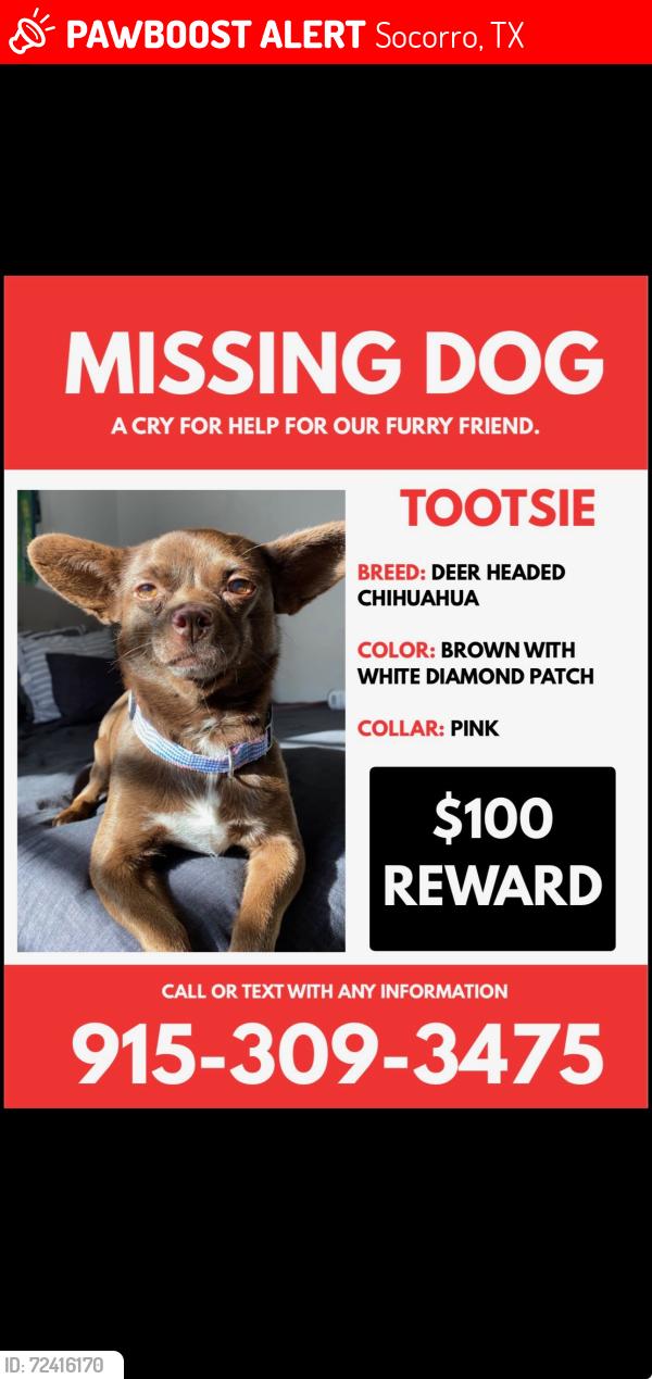 Lost Female Dog last seen Judge coldwell, Socorro, TX 79927