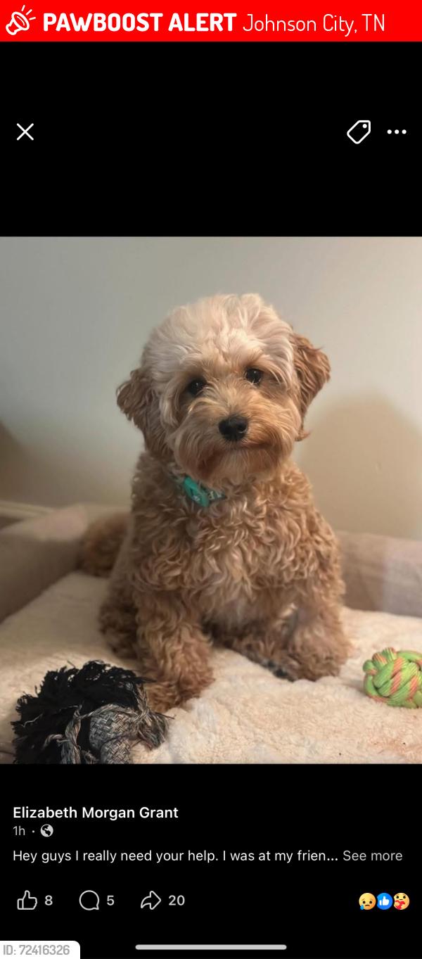 Lost Female Dog last seen Near east unaka avenue johnson city, tn , Johnson City, TN 37601