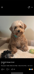 Lost Female Dog last seen Near east unaka avenue johnson city, tn , Johnson City, TN 37601