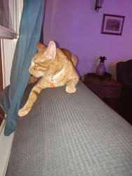 Lost Male Cat last seen Near Boxwood dr by fire station , Chesapeake, VA 23323