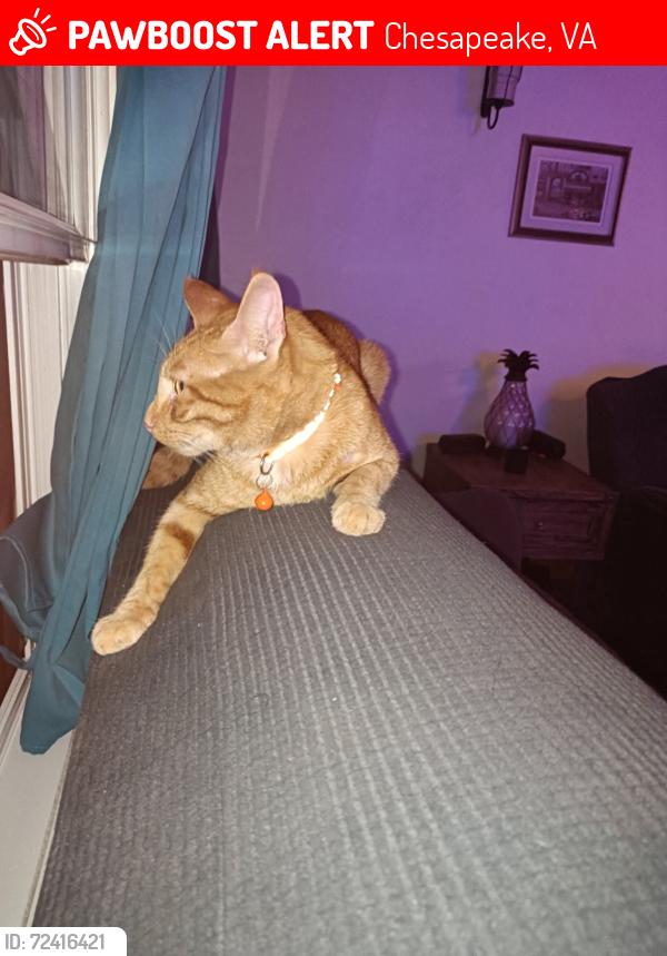 Lost Male Cat last seen Near Boxwood dr by fire station , Chesapeake, VA 23323