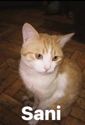 Lost Male Cat last seen Black Gum Ridge in Blue Ridge., Blue Ridge, GA 30513