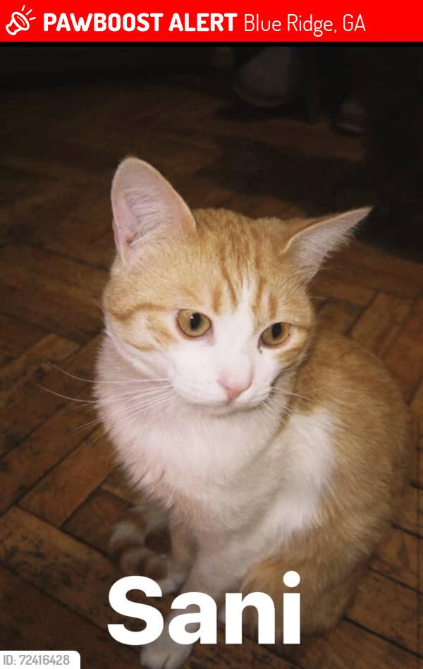 Lost Male Cat last seen Black Gum Ridge in Blue Ridge., Blue Ridge, GA 30513
