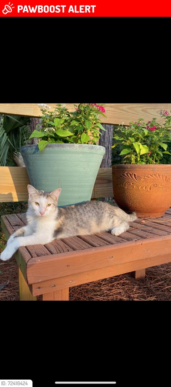 Lost Female Cat last seen Le Grand Dr & K Court, Panama City Beach, FL 32407