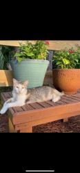 Lost Female Cat last seen Le Grand Dr & K Court, Panama City Beach, FL 32407