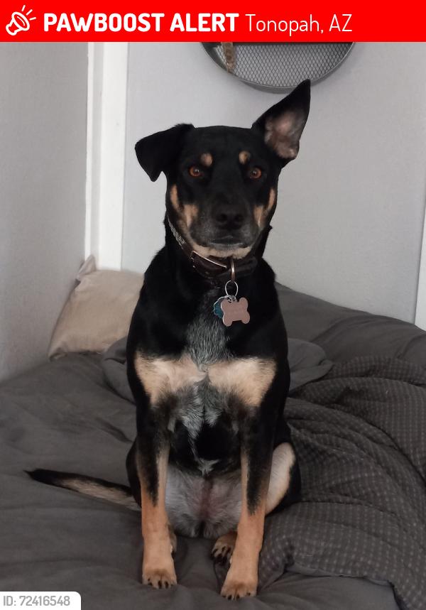 Lost Female Dog last seen I10 mile marker 68 near Tonopah Az , Tonopah, AZ 85354
