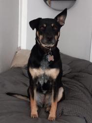 Lost Female Dog last seen I10 mile marker 68 near Tonopah Az , Tonopah, AZ 85354