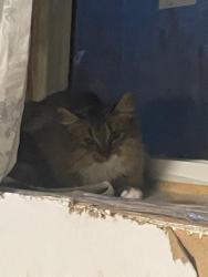 Reunited Unknown Cat last seen Bowness Park, Calgary, AB 
