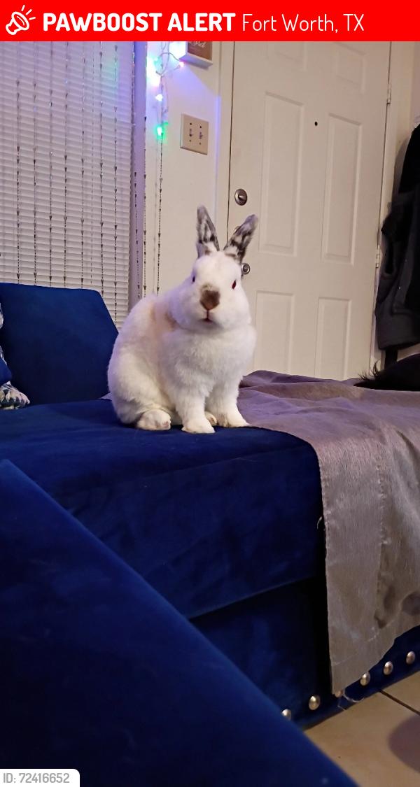 Lost Male Rabbit last seen Highlawn Ter street infront of Aaron's and a carwash, Fort Worth, TX 76133