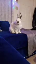 Lost Male Rabbit last seen Highlawn Ter street infront of Aaron's and a carwash, Fort Worth, TX 76133