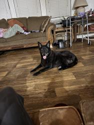 Lost Female Dog last seen Hey 93, Sunset, LA 70584