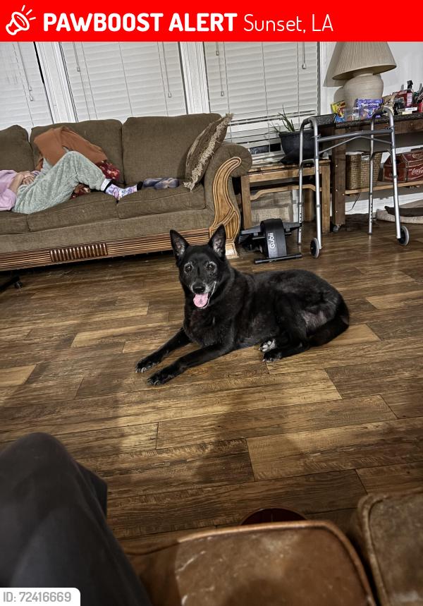 Lost Female Dog last seen Hey 93, Sunset, LA 70584