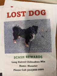 Lost Male Dog last seen Tillicum, Lakewood, WA 98498
