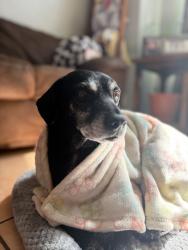 Lost Male Dog last seen Ilchester & Hovingham, El Paso County, TX 79928