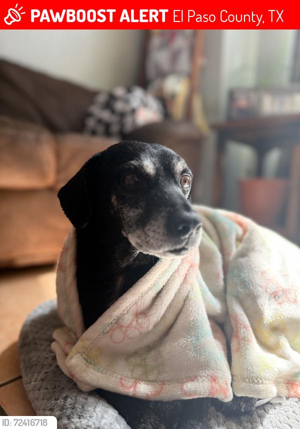Lost Male Dog last seen Ilchester & Hovingham, El Paso County, TX 79928