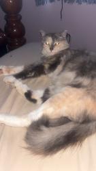 Lost Female Cat last seen Evie, Marrero, LA 70072