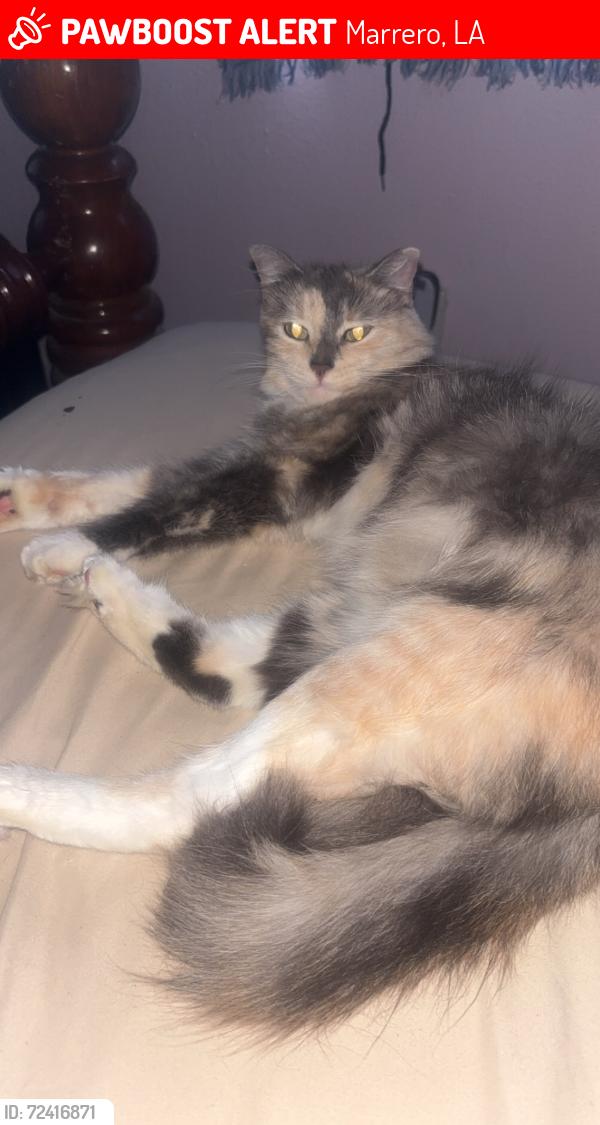 Lost Female Cat last seen Evie, Marrero, LA 70072