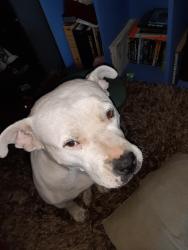 Lost Female Dog last seen Holbrook st, Mount Vernon, TX 75457