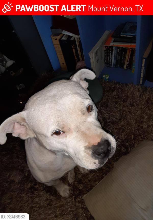 Lost Female Dog last seen Holbrook st, Mount Vernon, TX 75457