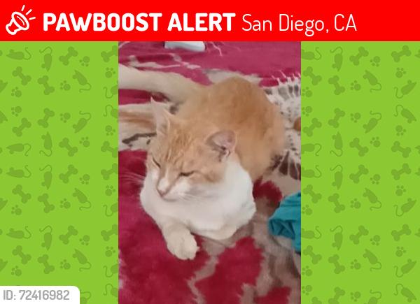 Lost Male Cat last seen Near Imperial Ave San Diego CA 91202, San Diego, CA 92102
