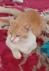 Lost Male Cat last seen Near Imperial Ave San Diego CA 91202, San Diego, CA 92102