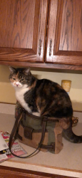 Lost Female Cat last seen Golf course road, milton pa , Milton, PA 17847