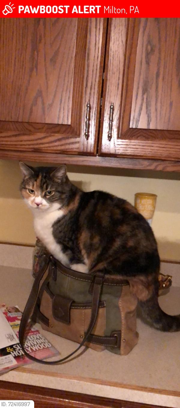 Lost Female Cat last seen Golf course road, milton pa , Milton, PA 17847