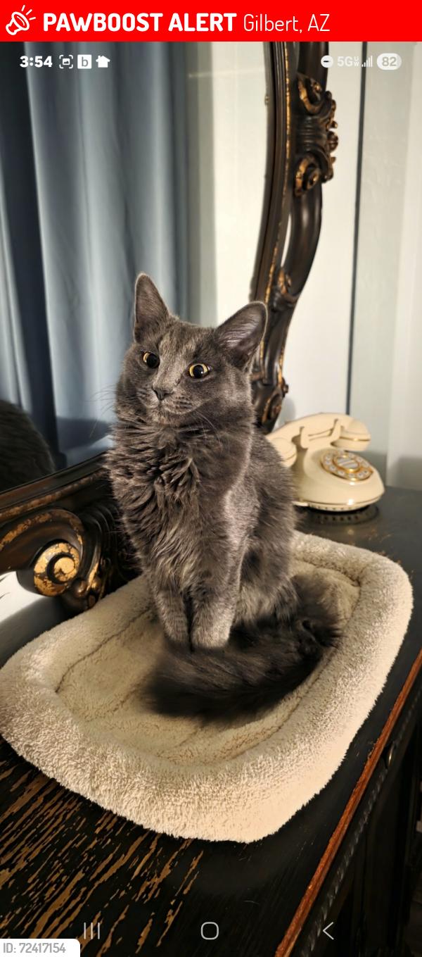 Lost Female Cat last seen Lindsay and Elliot  in Gilbert, Gilbert, AZ 85296