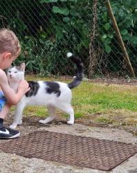 Lost Male Cat last seen Biggin hill , Biggin Hill, England 