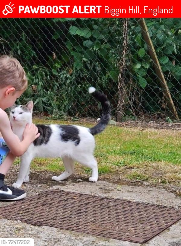 Lost Male Cat last seen Biggin hill , Biggin Hill, England 