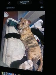 Lost Male Dog last seen Davis road, Stockton, CA 95209