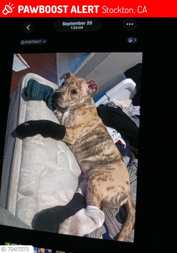 Lost Male Dog last seen Davis road, Stockton, CA 95209