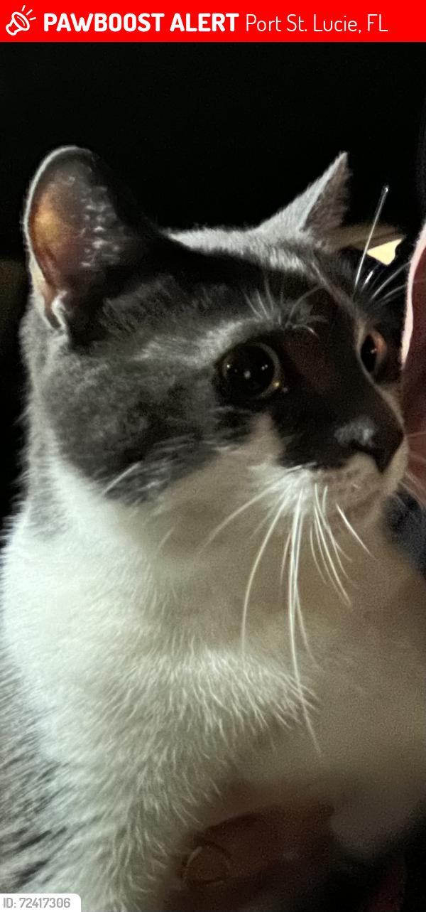 Lost Male Cat last seen River Place on the St Lucie - corner of Turtleback Trail and Whistling Duck Way, Port St. Lucie, FL 34983