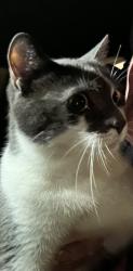 Lost Male Cat last seen River Place on the St Lucie - corner of Turtleback Trail and Whistling Duck Way, Port St. Lucie, FL 34983