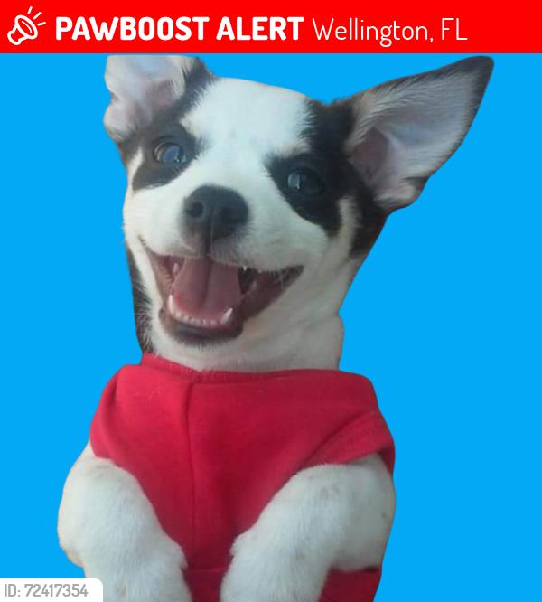 Lost Male Dog last seen Near Lake worth road, Wellington, FL 33467
