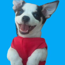Lost Male Dog last seen Near Lake worth road, Wellington, FL 33467