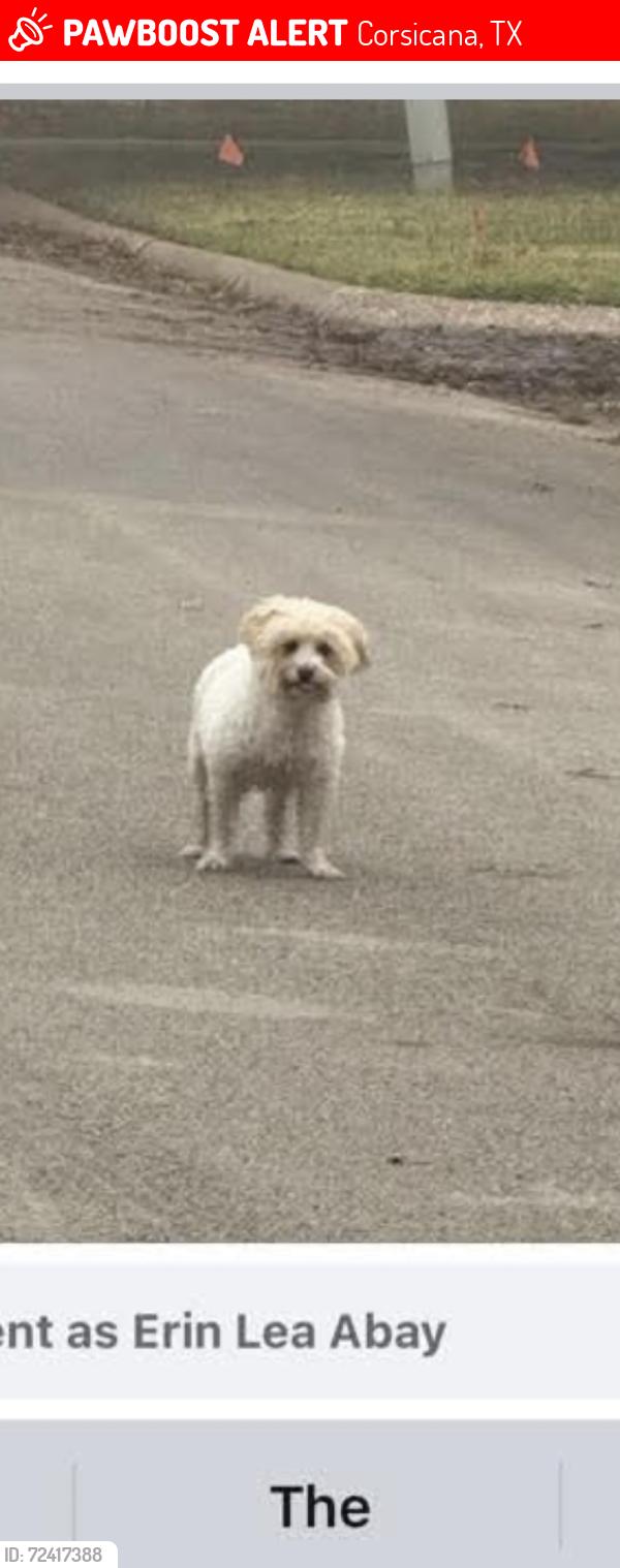 Lost Male Dog last seen Gorman/Beaton Sts, Corsicana, TX 75110