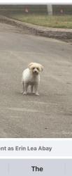 Lost Male Dog last seen Gorman/Beaton Sts, Corsicana, TX 75110