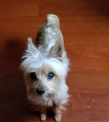 Lost Female Dog last seen Anabel by Jurupa Hills Golf course, Riverside, CA 92509
